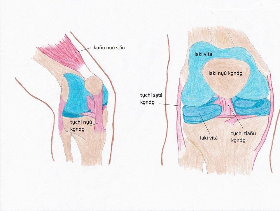 Synovial joints
